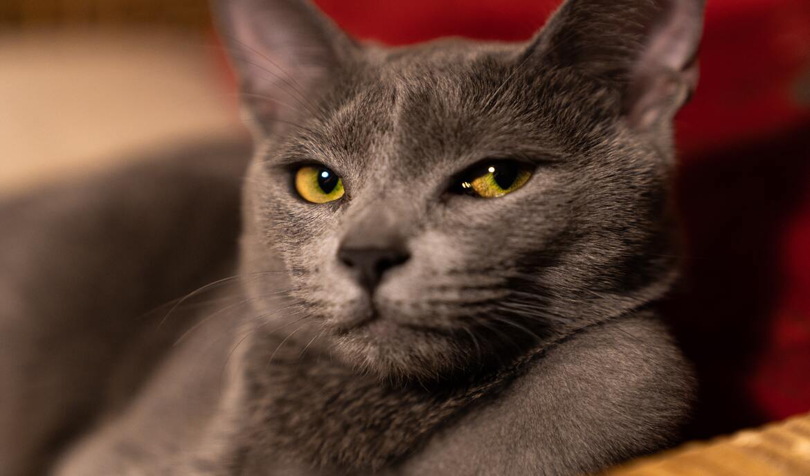 Stomatitt hos katter: årsaker, symptomer og behandling